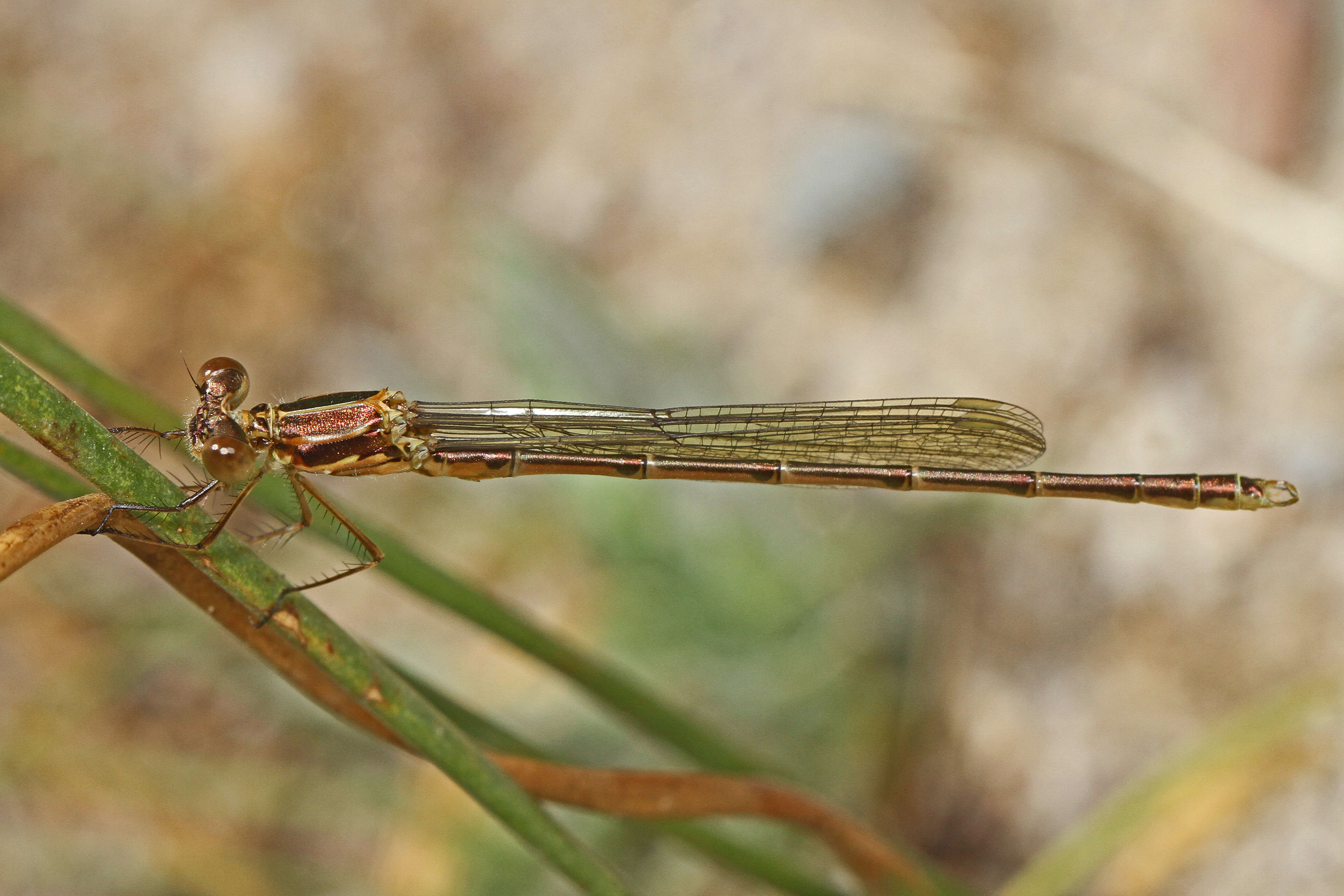 Plancia ëd Lestes dryas Kirby 1890