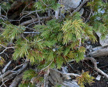 Image of Common Juniper