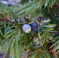 Image of Common Juniper