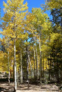 Image of quaking aspen