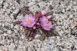 Image of Yosemite bitterroot