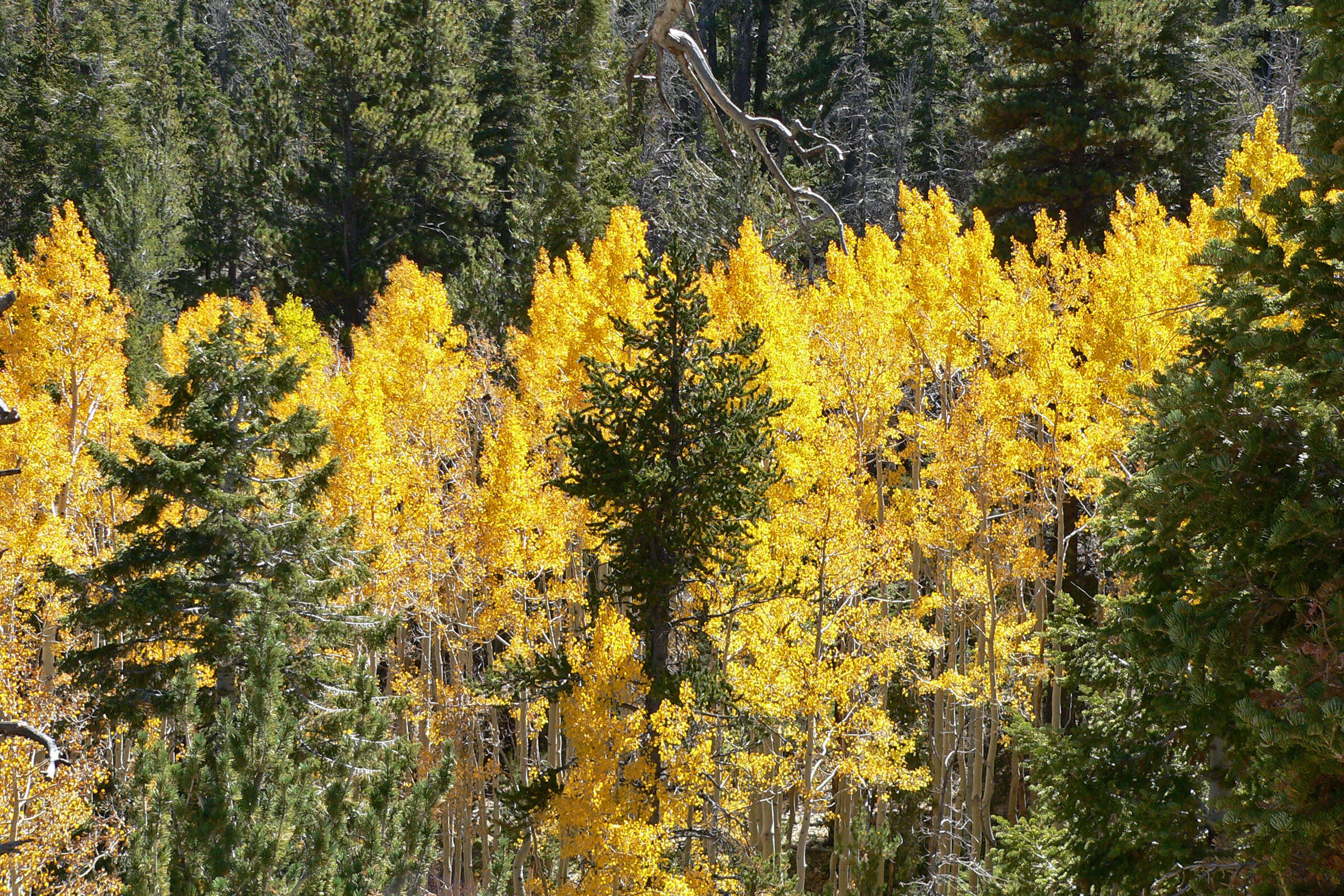 Image of quaking aspen