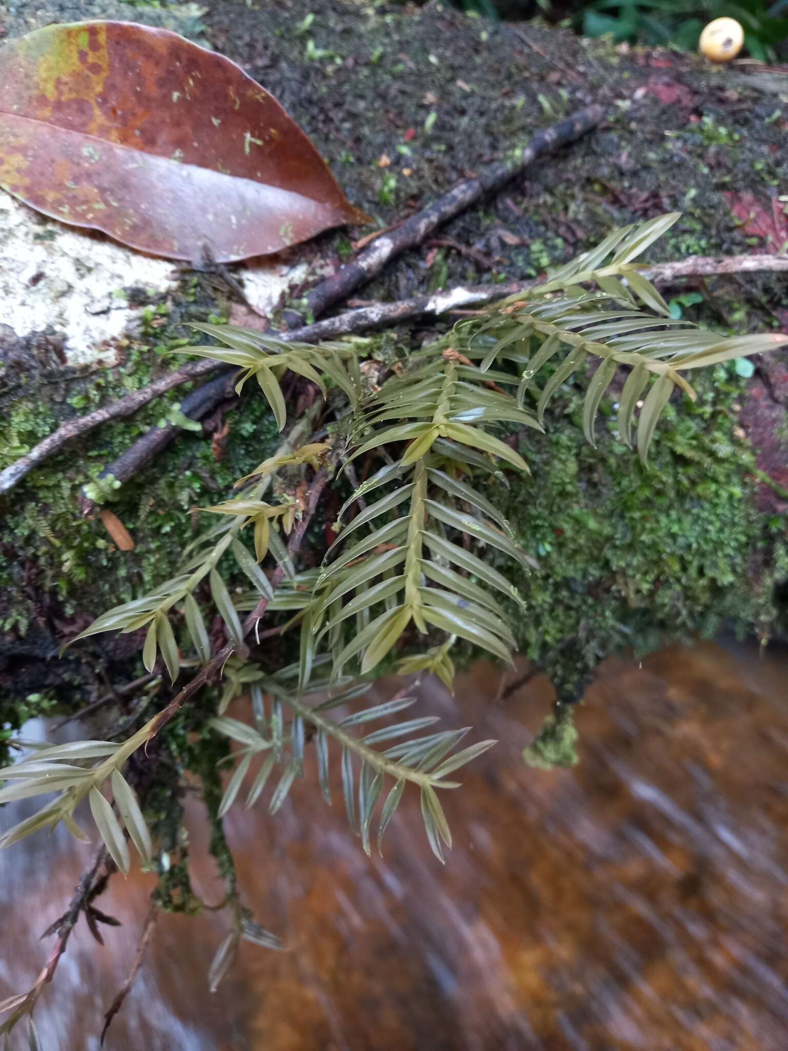 Image of Dichaea ochracea Lindl.