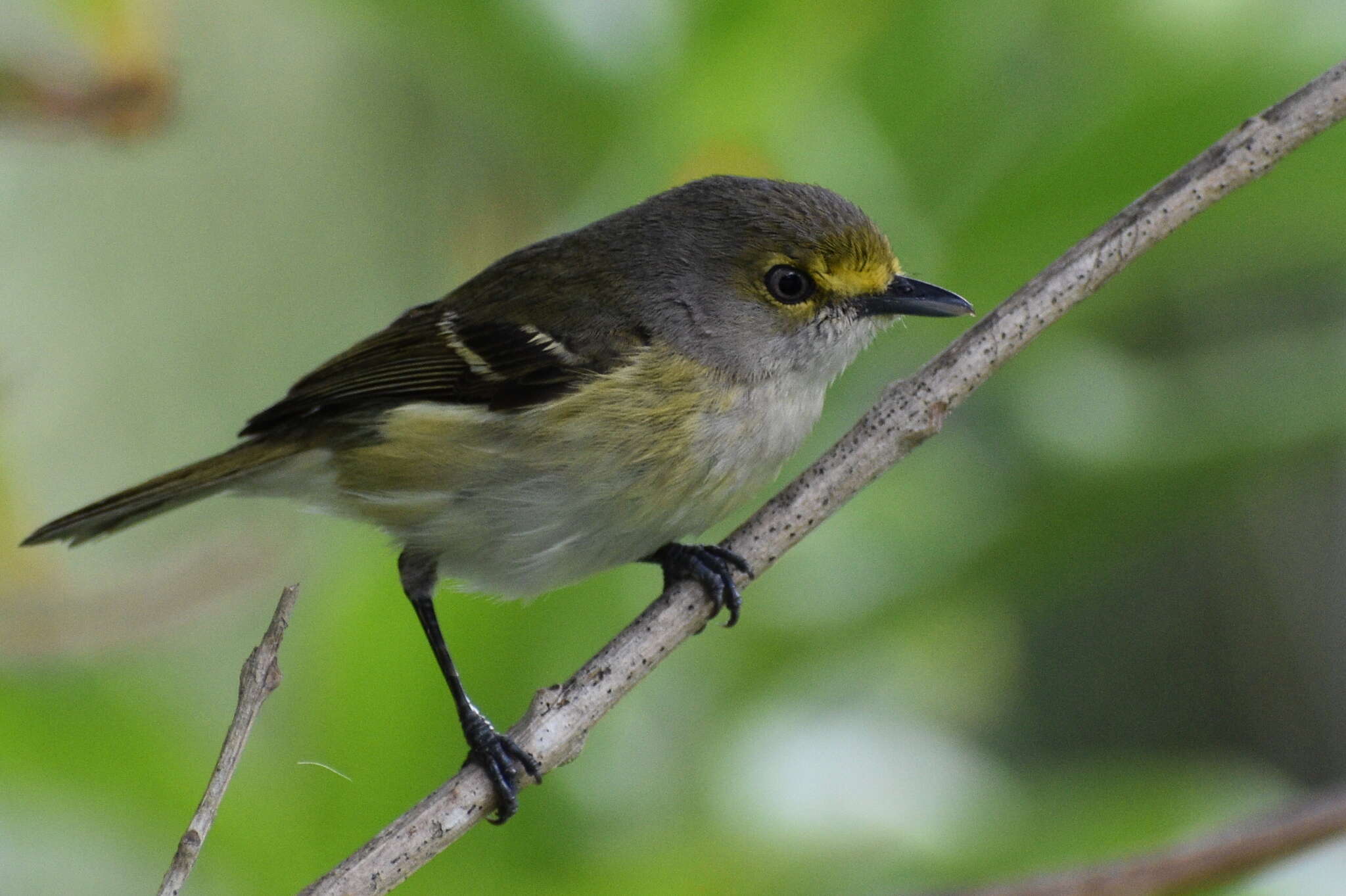 Plancia ëd Vireo griseus bermudianus Bangs & Bradlee 1901