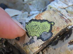 Image of lecanora map lichen