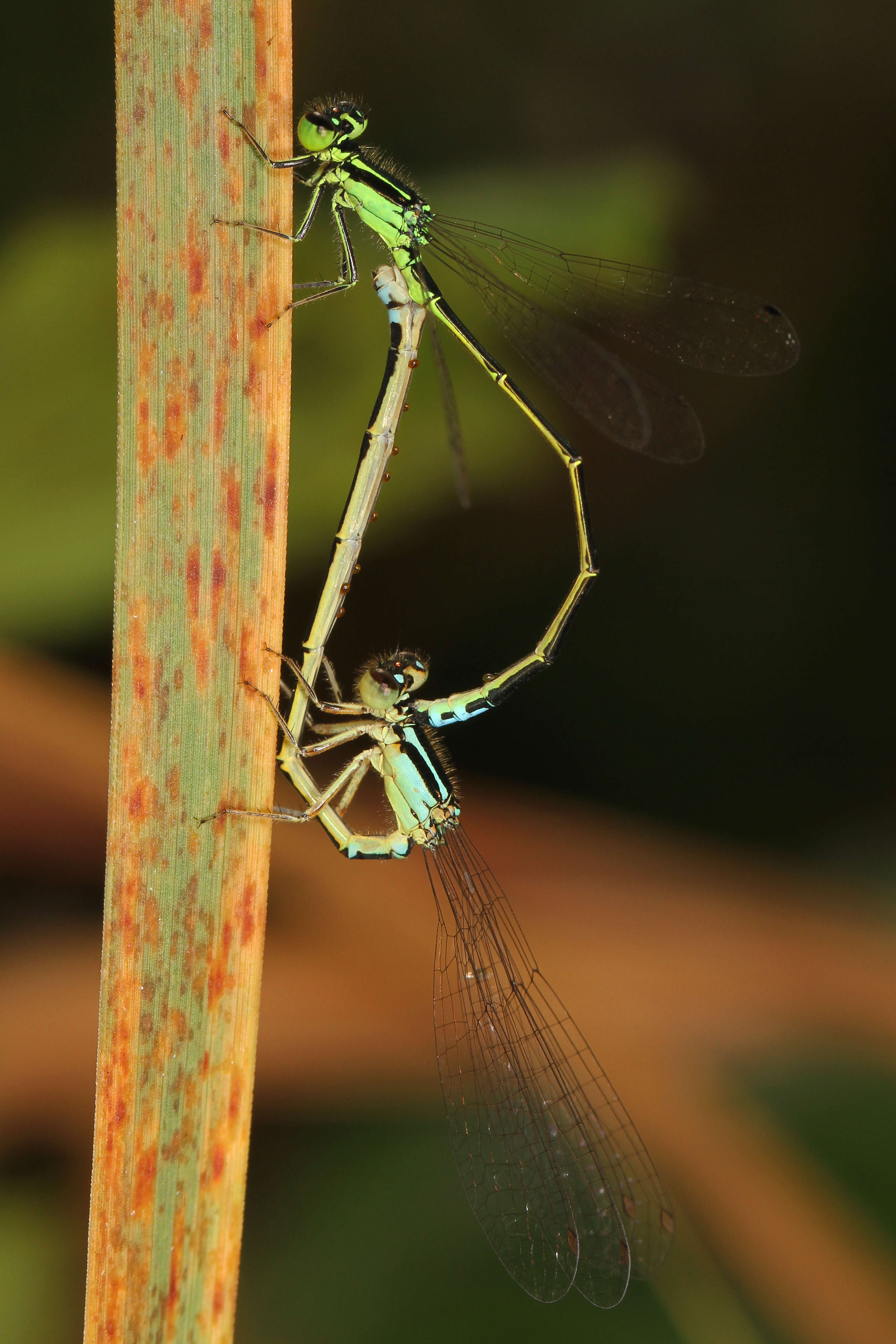 Image of Eastern Forktail