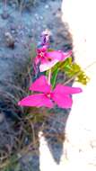 Image of Catharanthus ovalis Markgr.