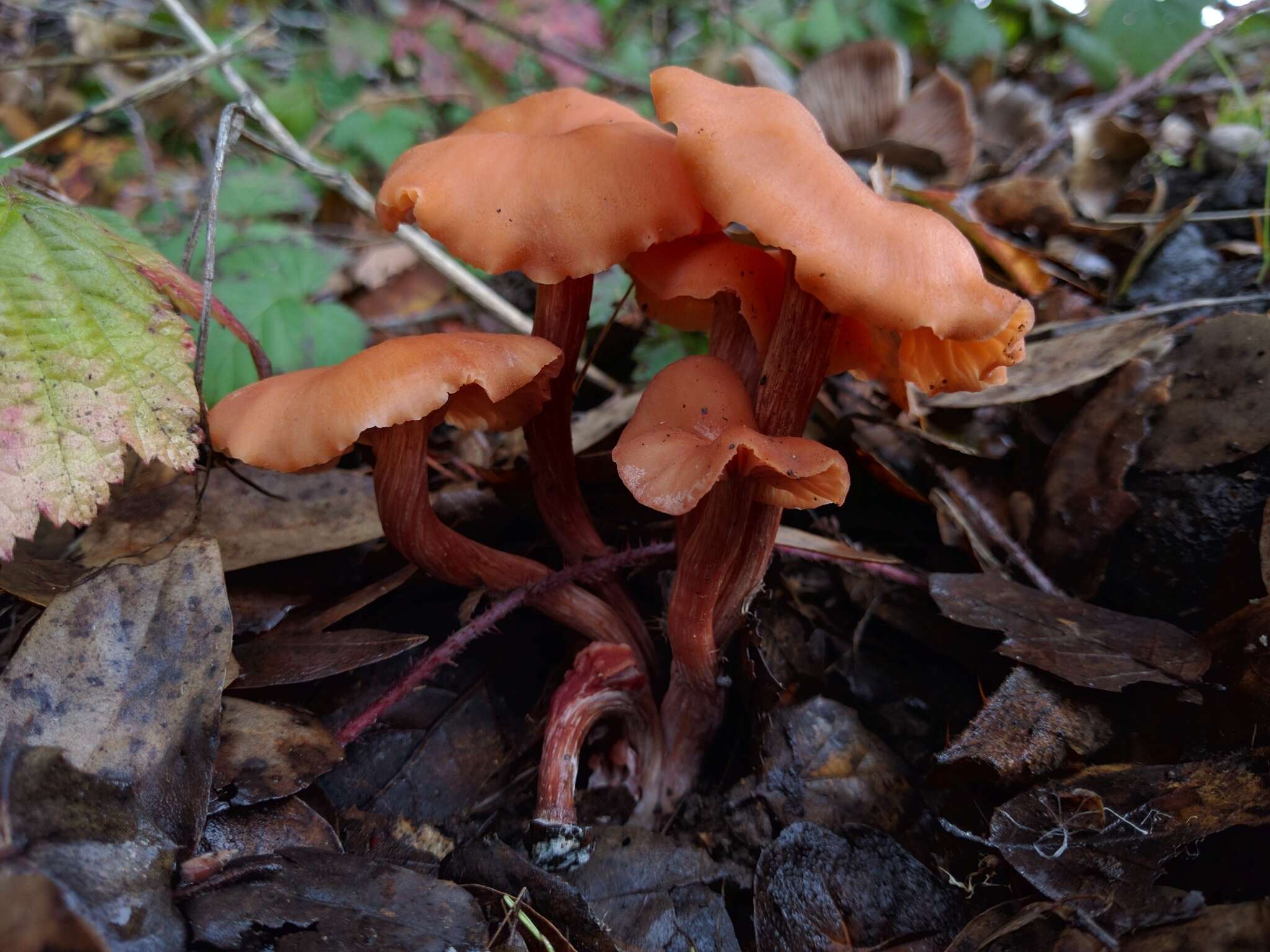 Image of Laccaria laccata (Scop.) Cooke 1884