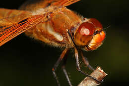 Image of Painted Skimmer