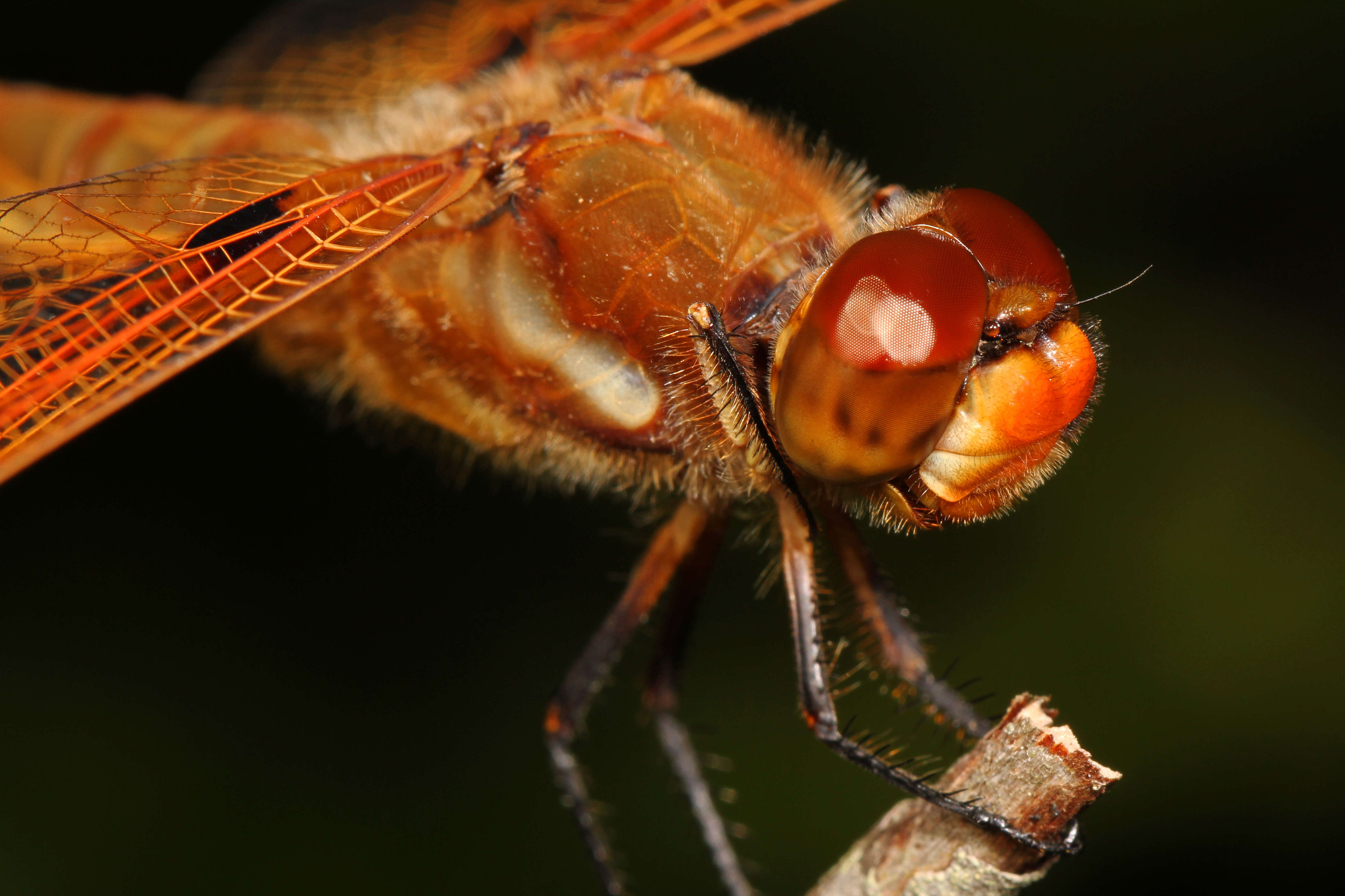 Image of Painted Skimmer