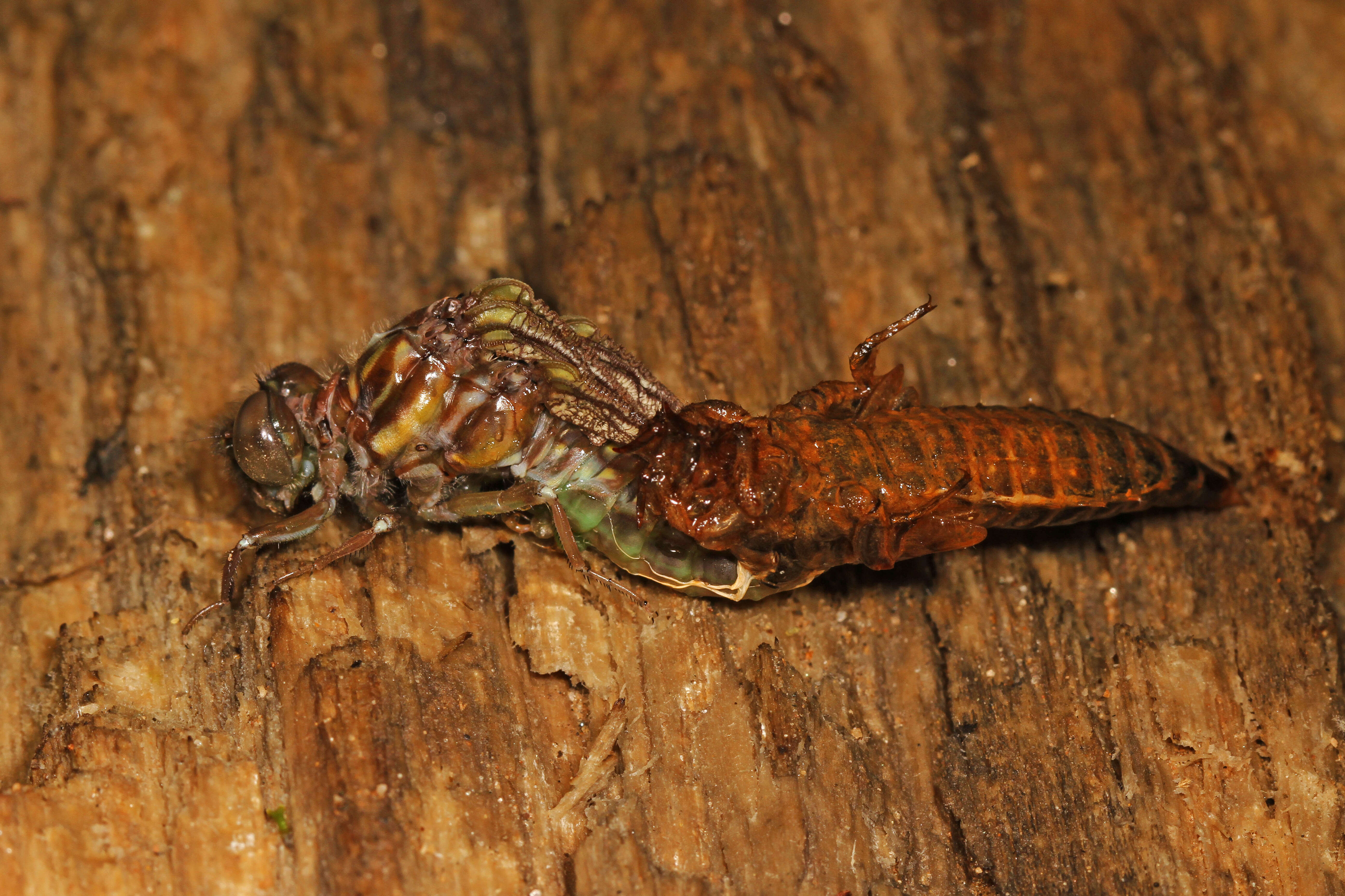 Image of Progomphus Selys 1854