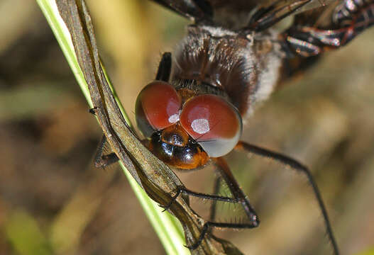 Image of Black Saddlebags