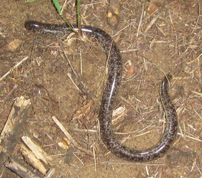 Image of Afrotyphlops schlegelii schlegelii (Bianconi 1849)