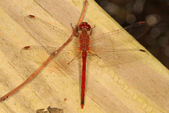 Image of Autumn Meadowhawk