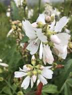 Image of white checkerbloom