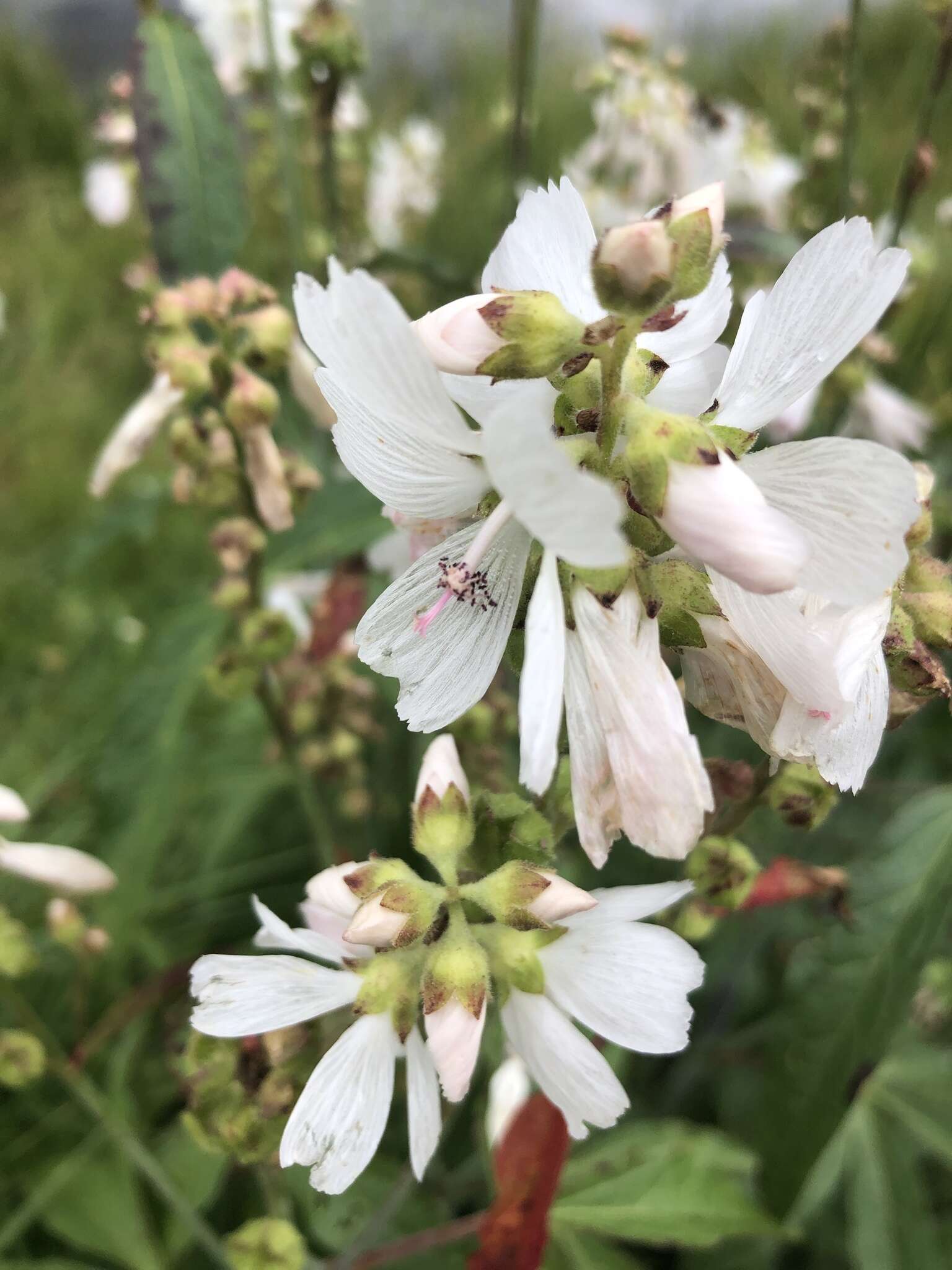 Sivun Sidalcea candida A. Gray kuva