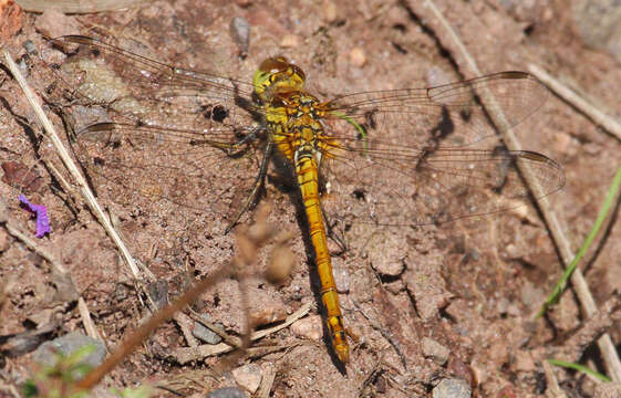 Image of Common Darter