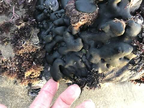 Image of Codium setchellii