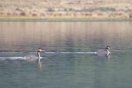 Image of Great Crested Grebe