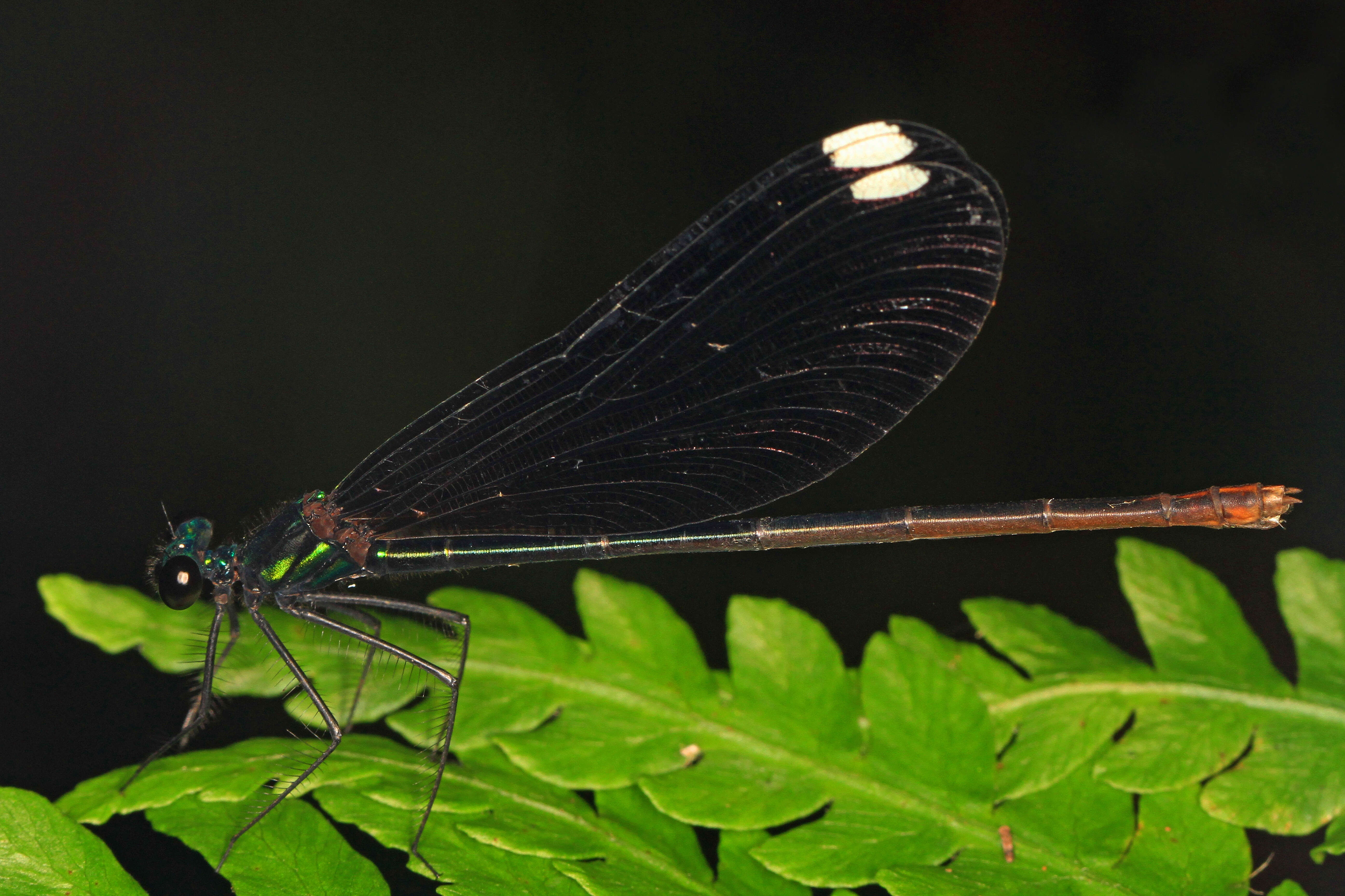 Image of Ebony Jewelwing