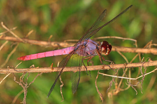 Image of Roseate Skimmer