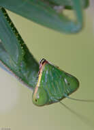 Image of African mantis