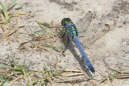 Image of Eastern Pondhawk