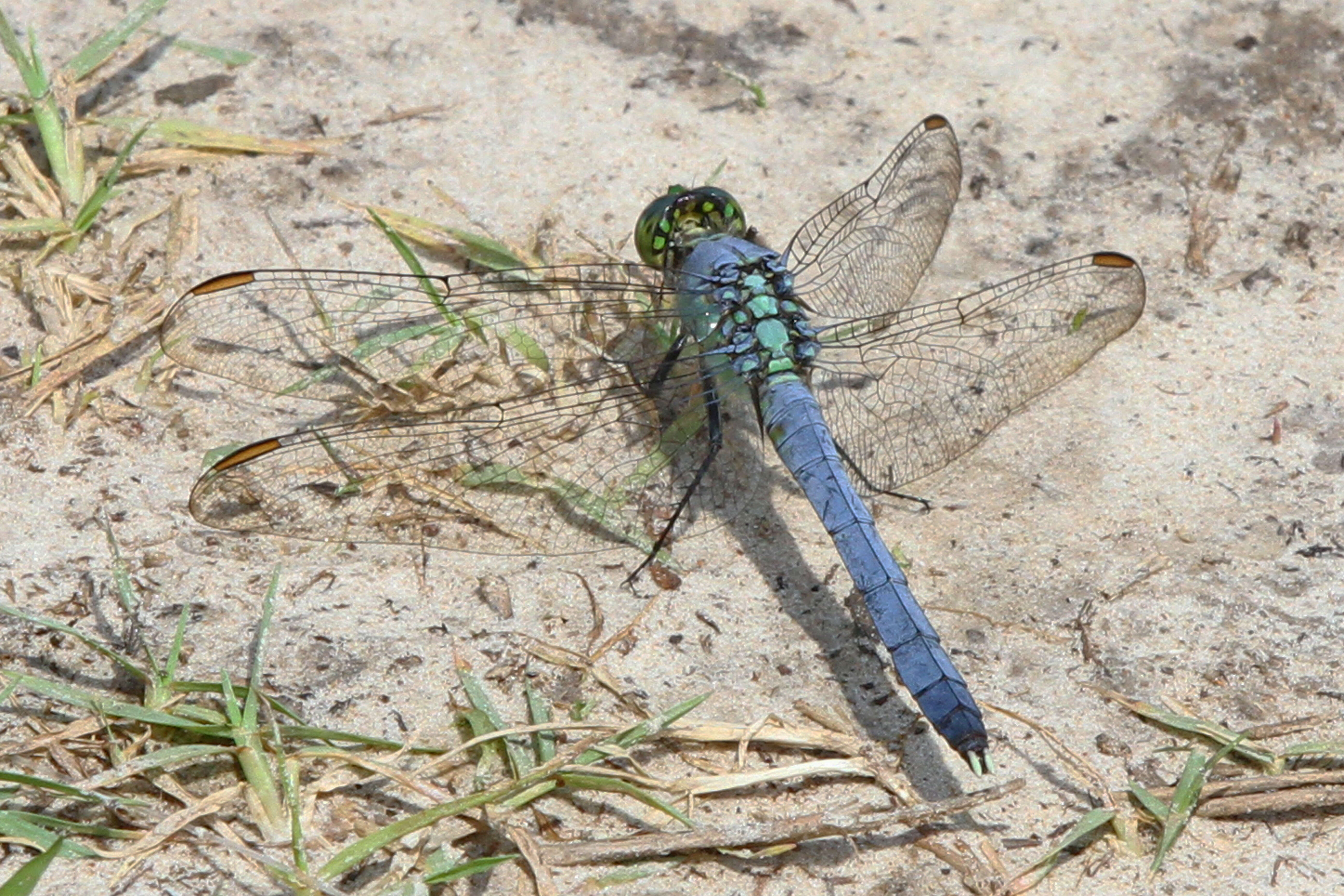 Imagem de Erythemis simplicicollis (Say 1840)