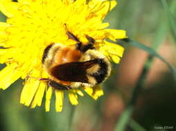 Image of Tricolored Bumble Bee