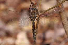 Image of Common Baskettail