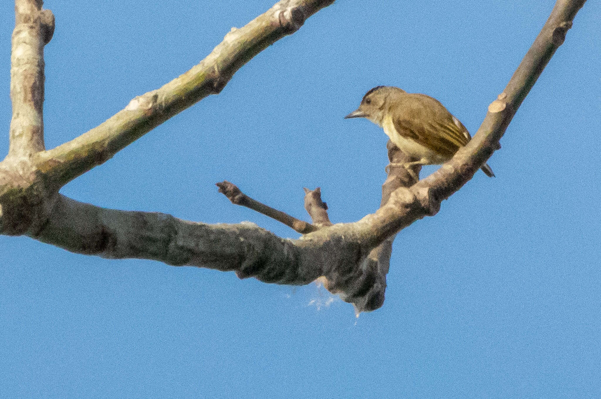 Image of Plain-breasted Piculet