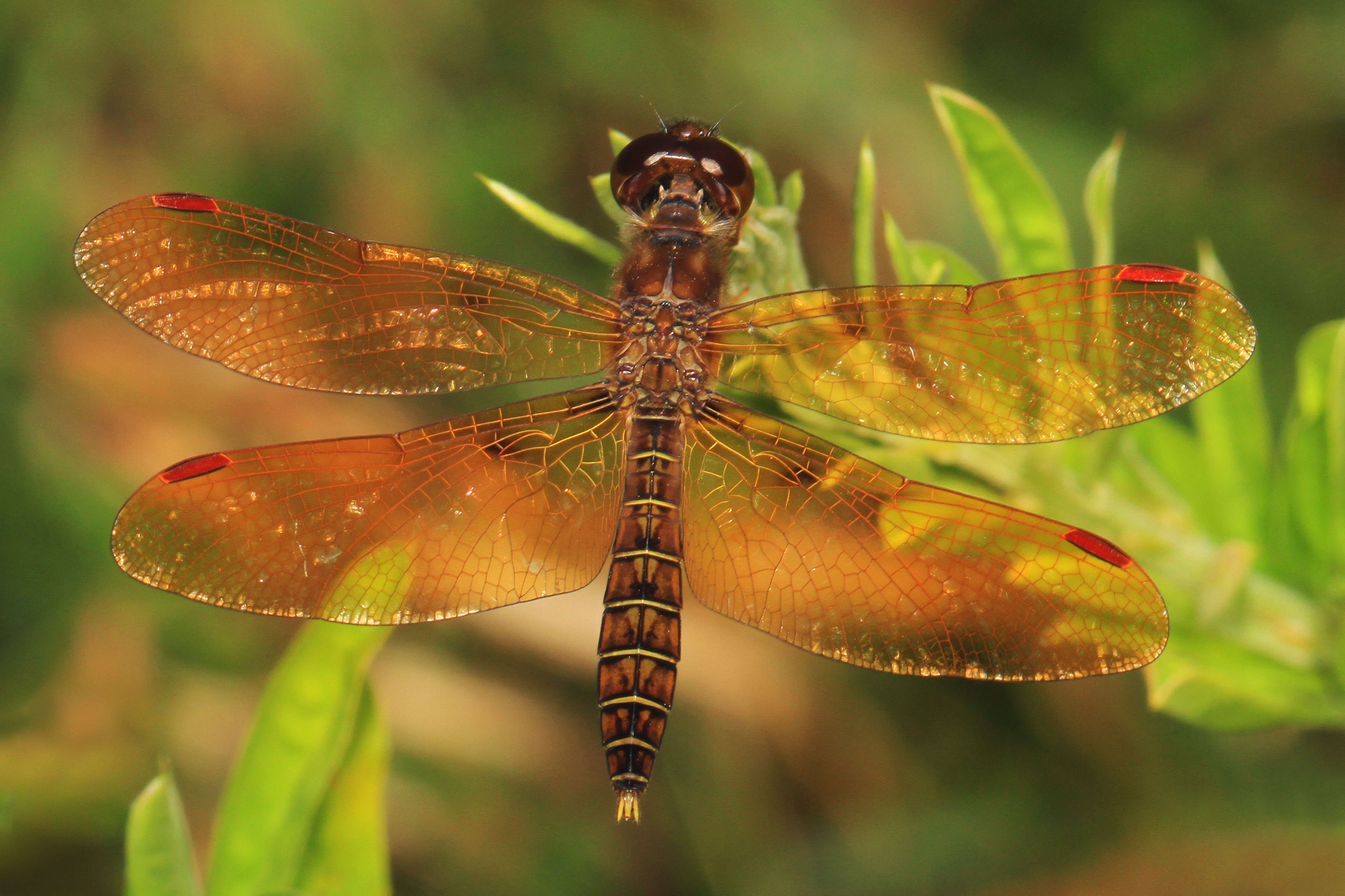 Image of Eastern Amberwing