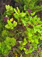 Image of Viburnum treleasei Gand.