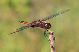 Tramea carolina (Linnaeus 1763) resmi