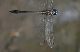 Image of Macromidia genialis Laidlaw 1923