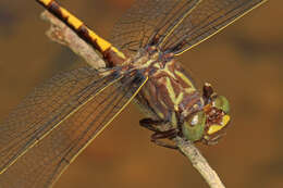 Image of Progomphus Selys 1854