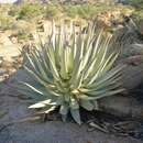 Image of Aloe viridiflora Reynolds