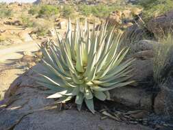 Aloe viridiflora Reynolds resmi