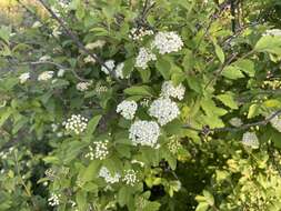 Image of Spiraea pubescens Turcz.