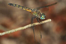 Image of Blue Dasher