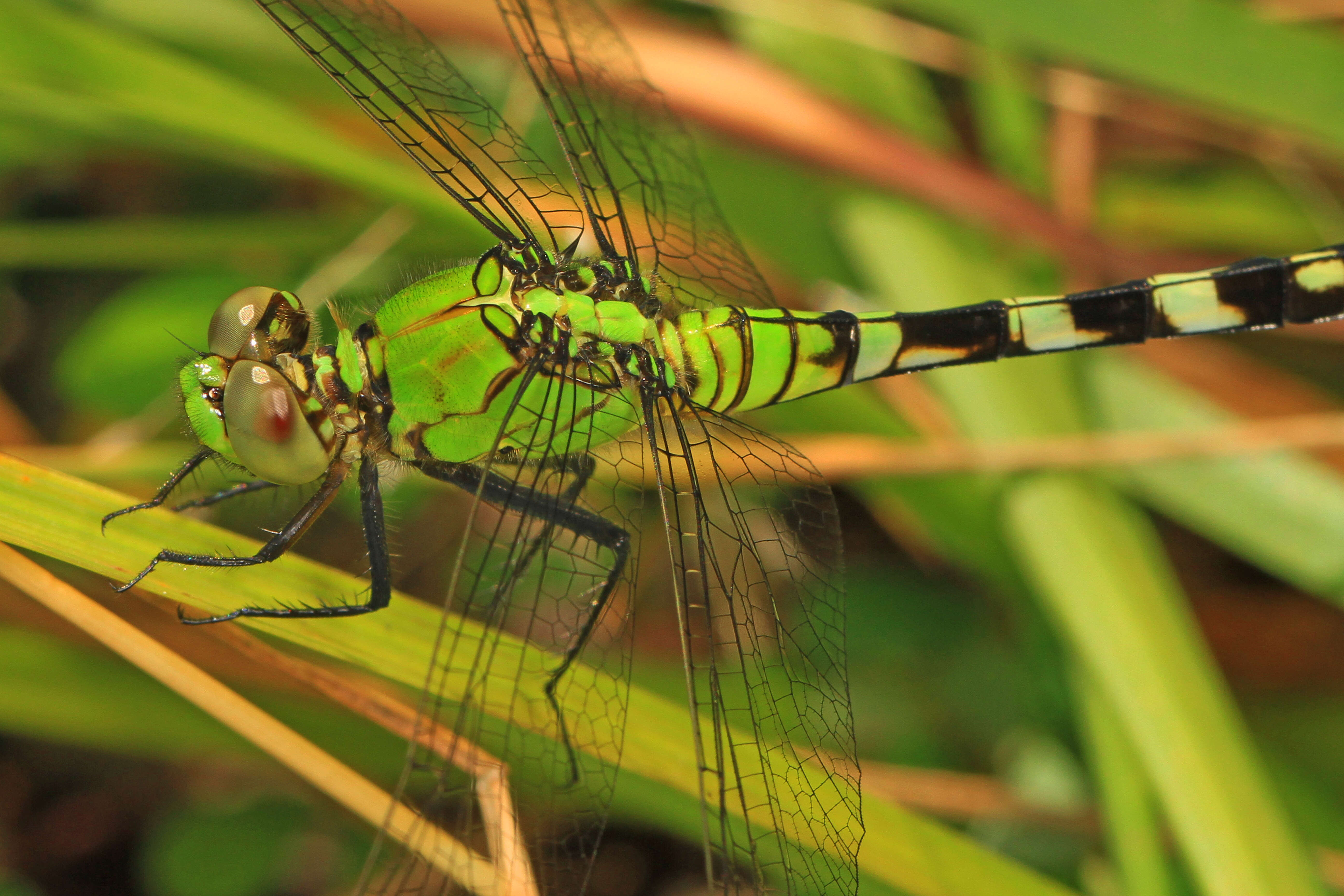 Image of Eastern Pondhawk