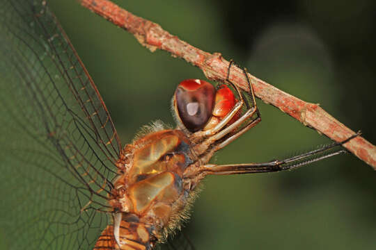 Image of Spot-winged Glider