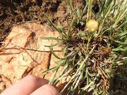 Image of Dwarf Everlasting