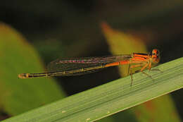 Image of Eastern Forktail