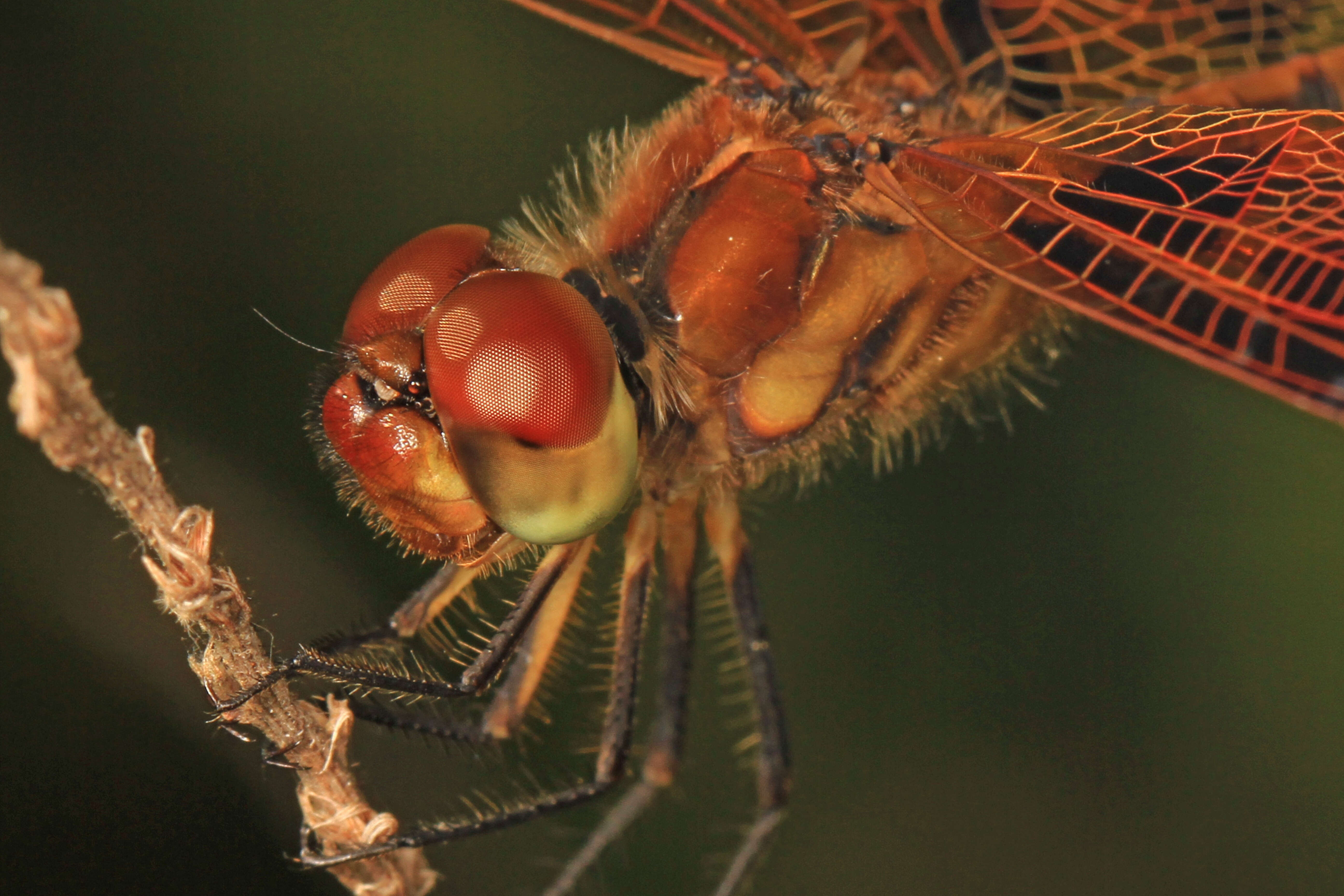 Celithemis eponina (Drury 1773) resmi