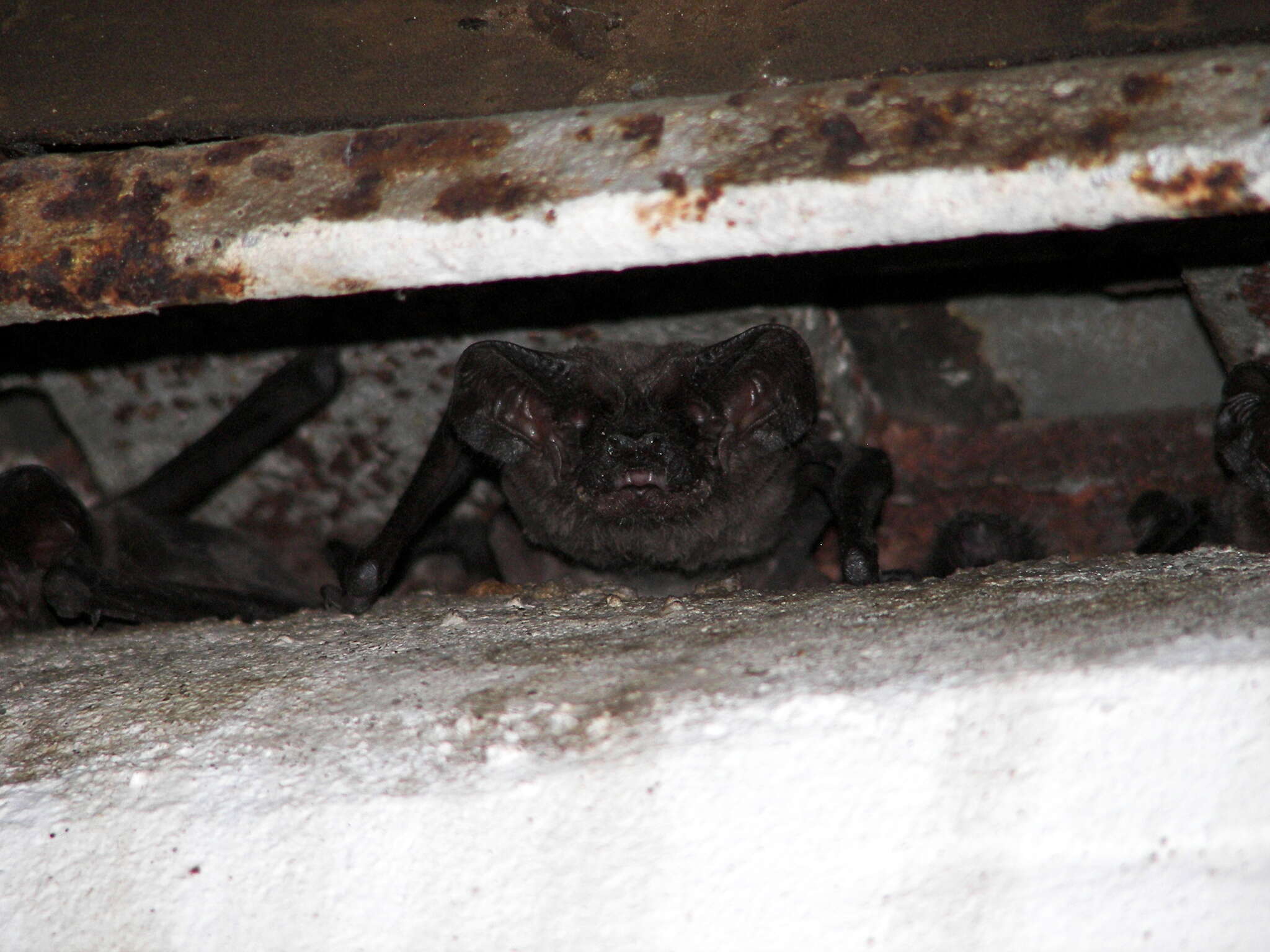 Image of Tadarine Free-tailed Bats