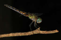 Image of Blue Dasher