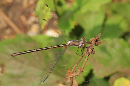 Plancia ëd Lestes dryas Kirby 1890