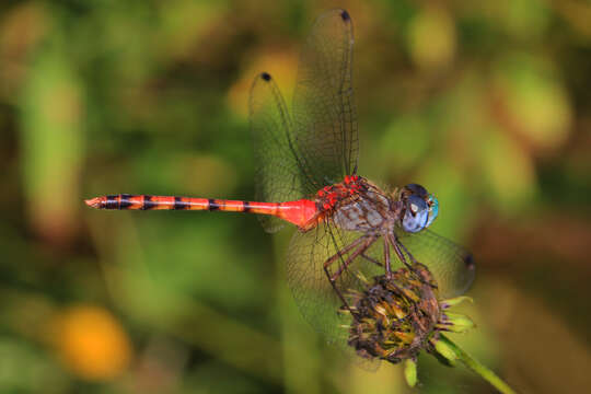 Image of Blue-faced Meadowhawk