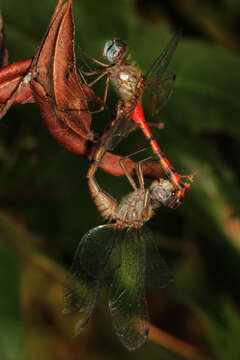 Image of Blue-faced Meadowhawk